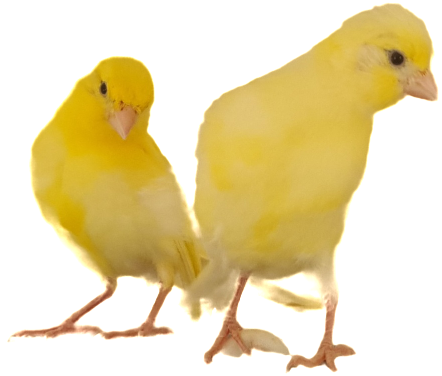Border Fancy Canaries