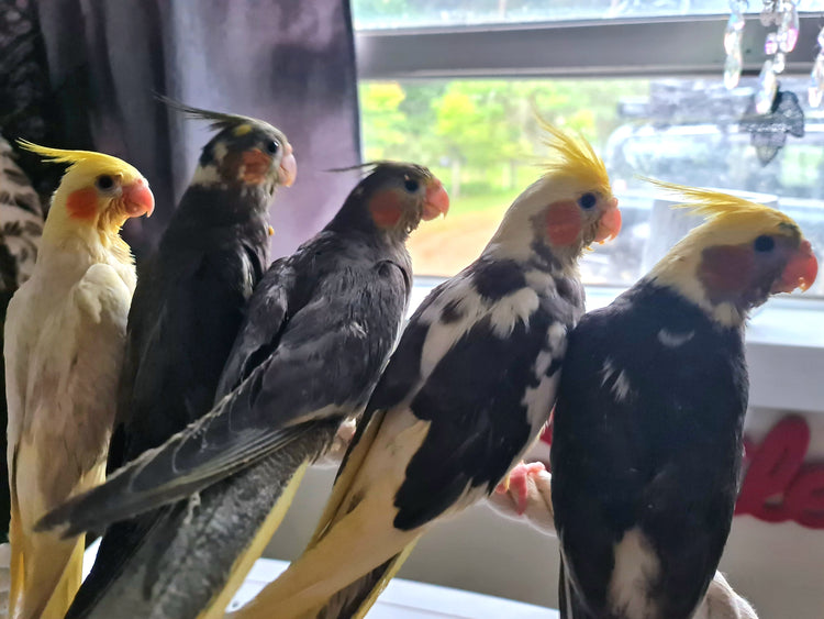Birdie Play Stands