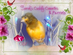Sarah's Cuddly Canaries & Parrots