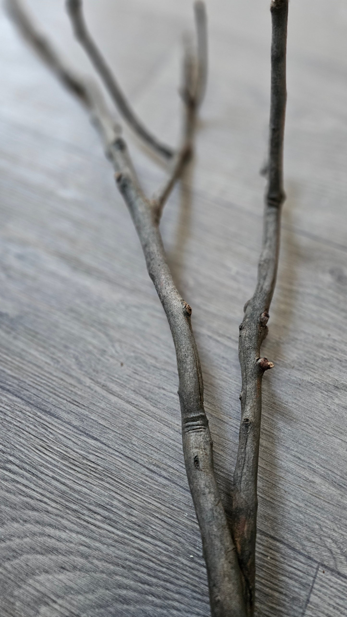 Twiggy Multi Fork Bolt On Perch