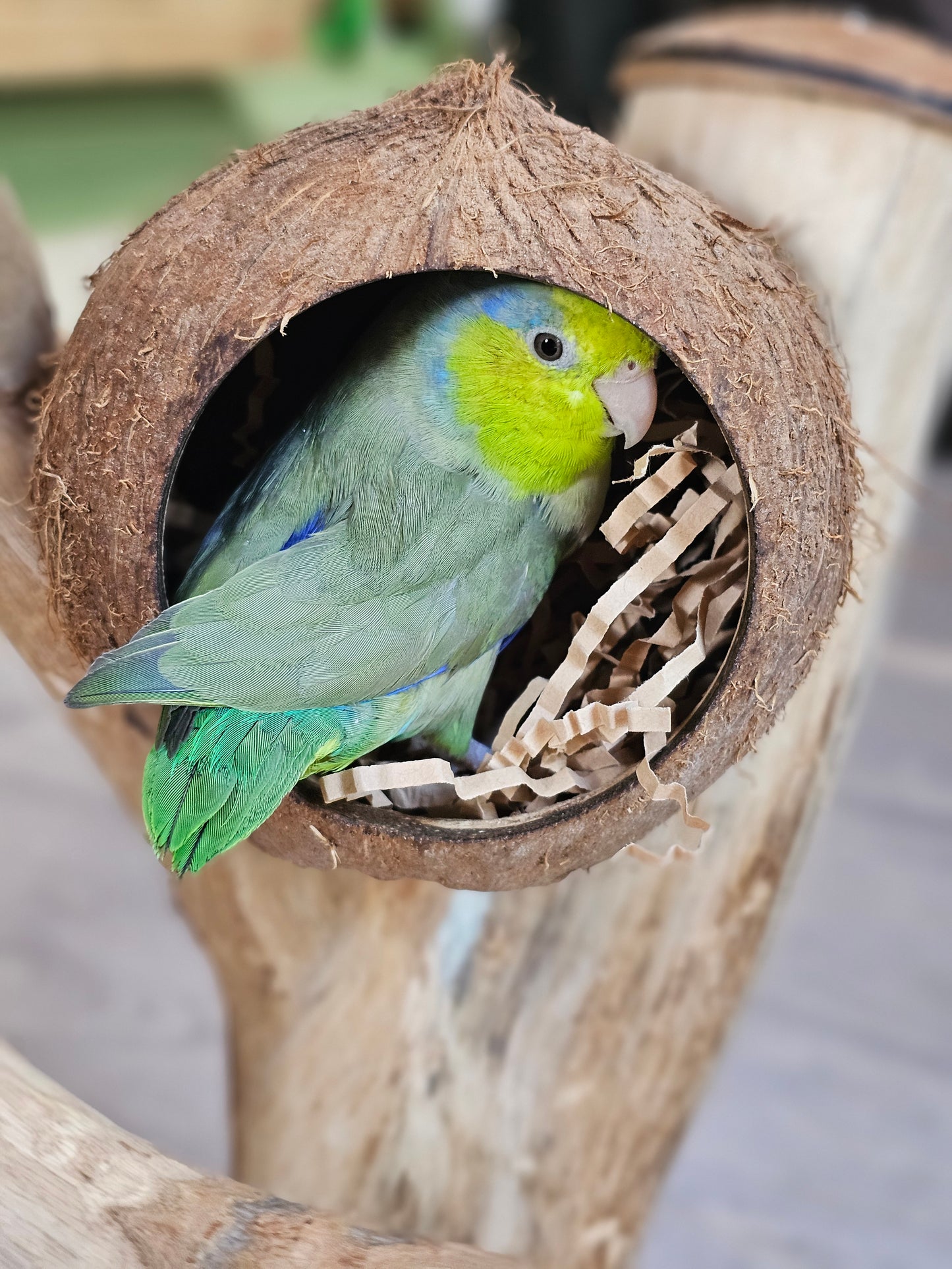 Forest Hide & Seek Play Stand