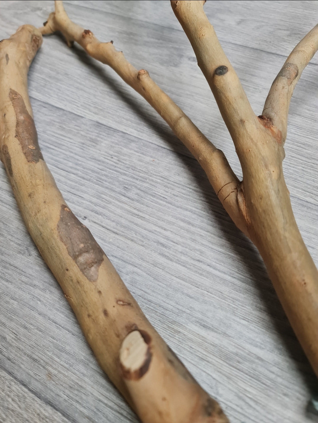 Spotted Gum Fork & Single Perch 45cm x 2/2.5/3cm Bolt On Perches