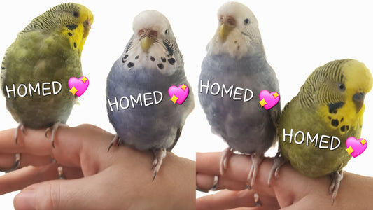 (HOMED💖) Budgies