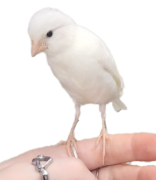 White Border Fancy Consort Canary