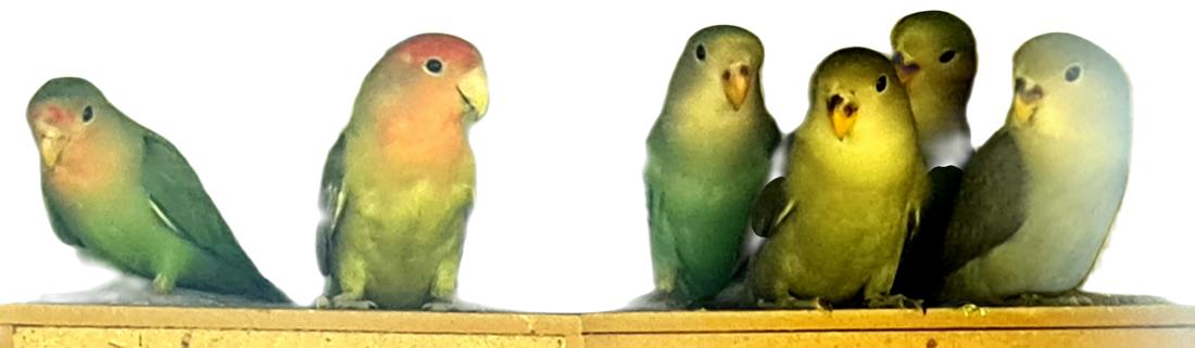 Peachfaced Lovebirds