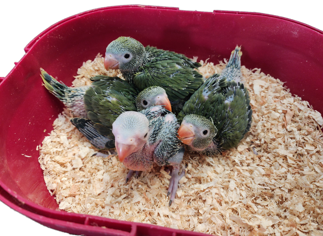 4 Violet Green Indian Ringnecks