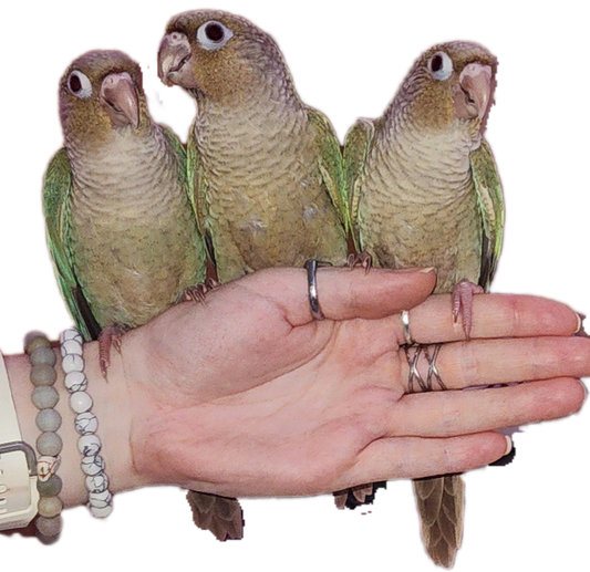 3 Cinnamon Turquoise Green Cheek Conures