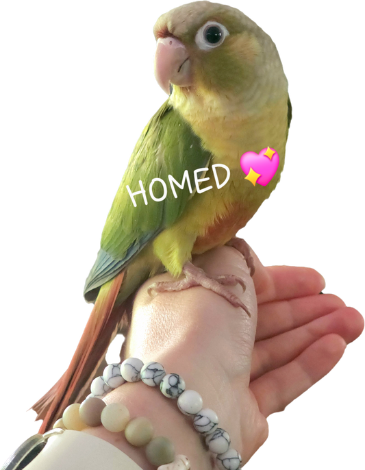 (HOMED 💖) Pineapple Green Cheek Conure