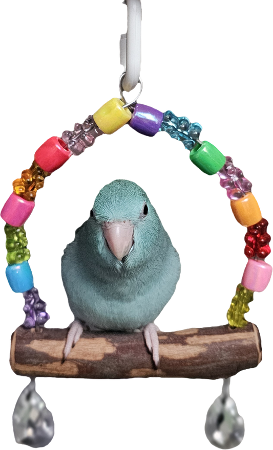 (HOMED 💙) Blue Female Parrotlet