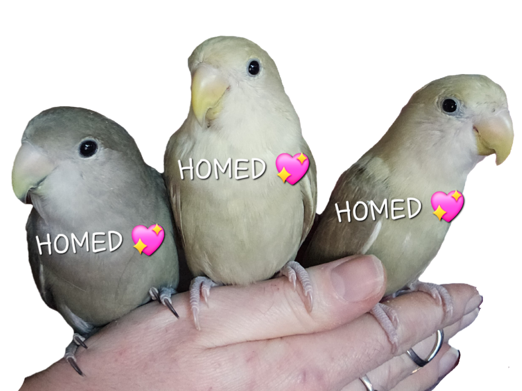 (ALL HOMED 💖) Baby Peachfaced Lovebirds