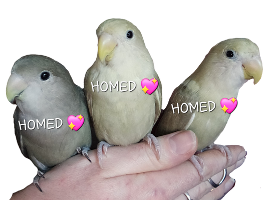 (ALL HOMED 💖) Baby Peachfaced Lovebirds