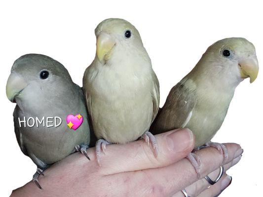 Baby Peachfaced Lovebirds