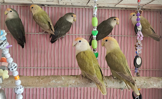 Peachfaced Lovebirds