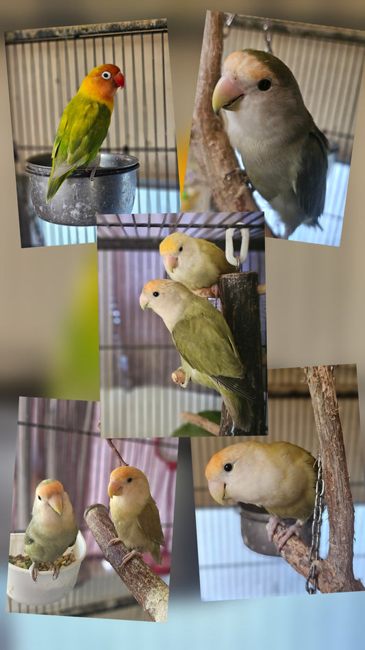 Mask, Fischer & Peachfaced Lovebirds