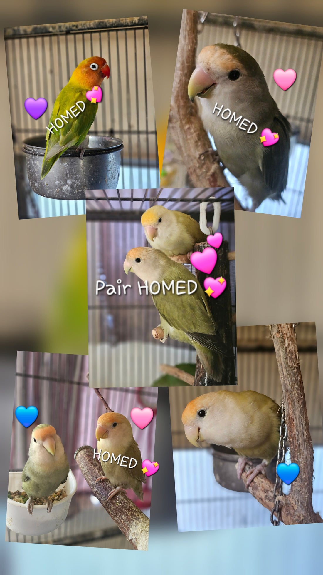 (ALL HOMED 💖)Mask, Fischer & Peachfaced Lovebirds