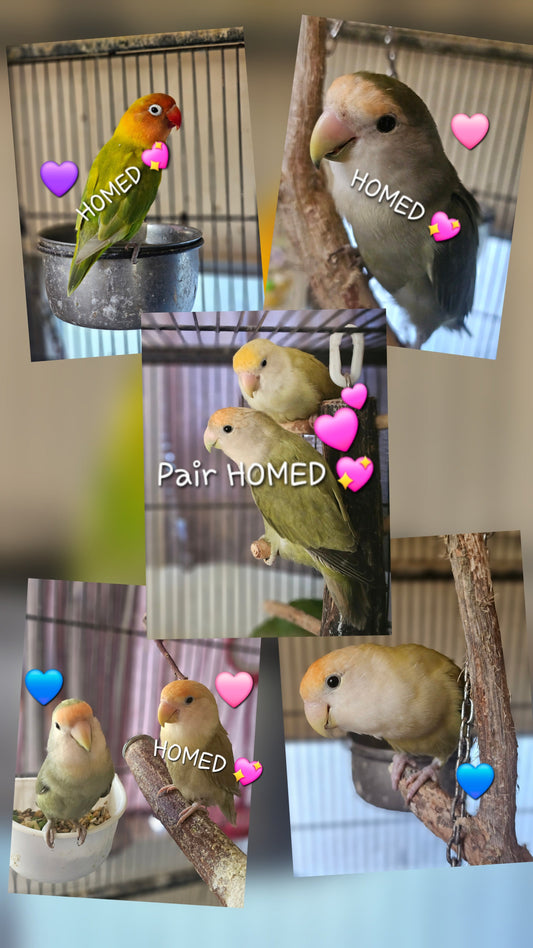 (ALL HOMED 💖)Mask, Fischer & Peachfaced Lovebirds