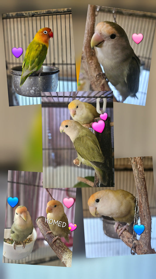 Mask, Fischer & Peachfaced Lovebirds