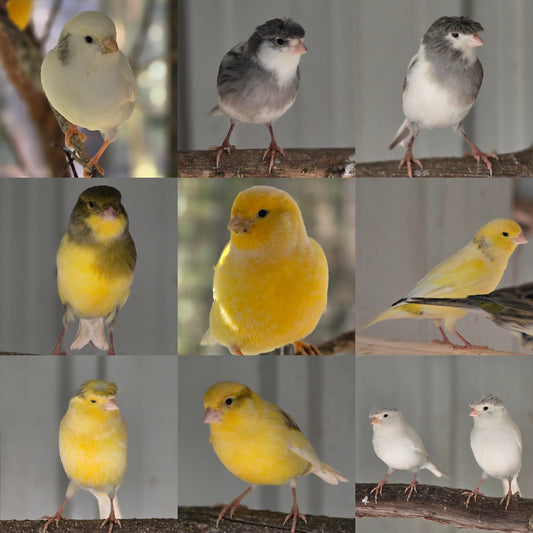 All HOMED 💖 Border Fancy Canaries