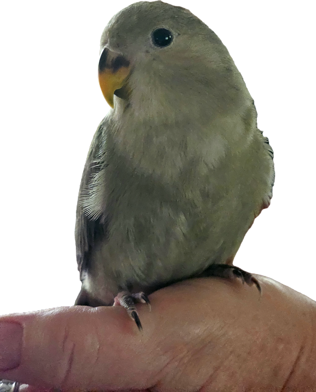 Baby Slate Peachfaced Lovebird