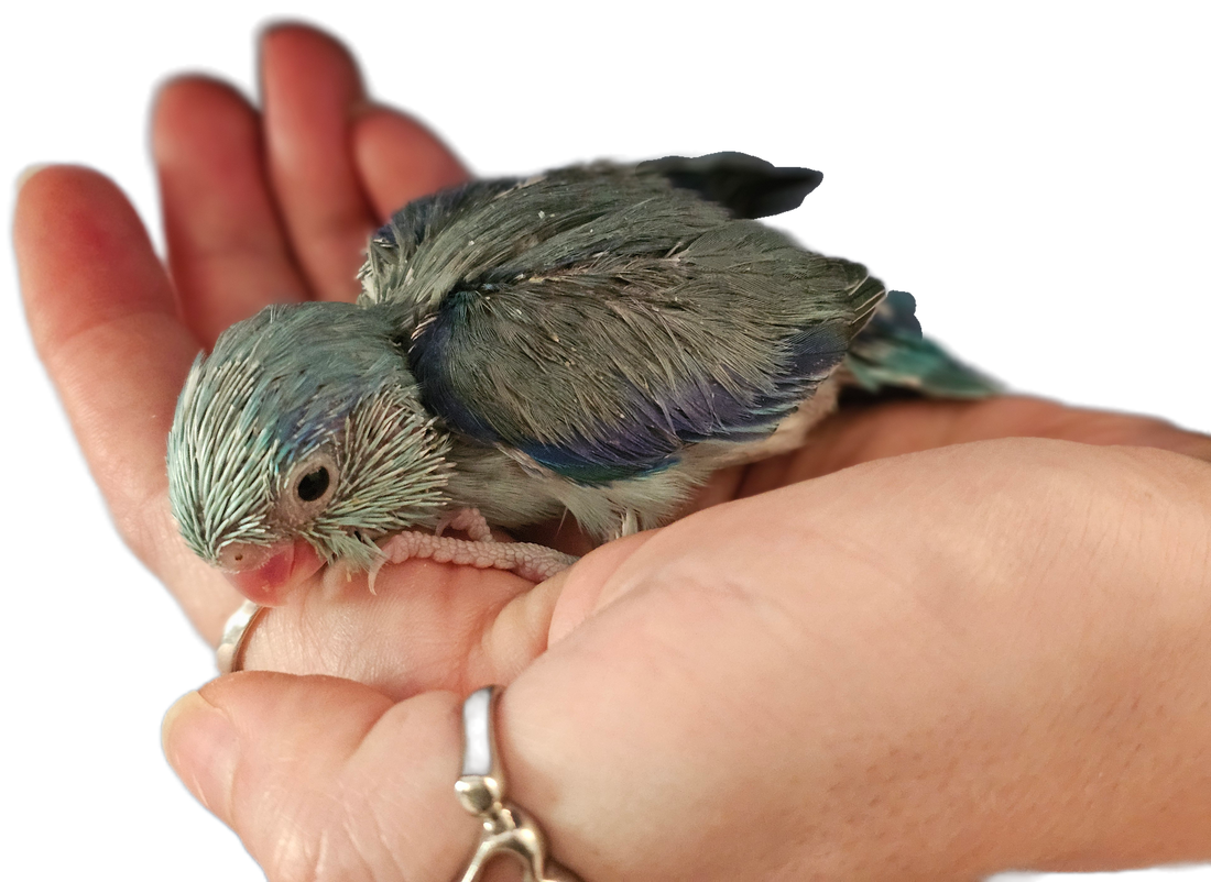Baby Blue Male Parrotlet