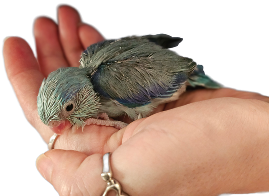 Baby Blue Male Parrotlet