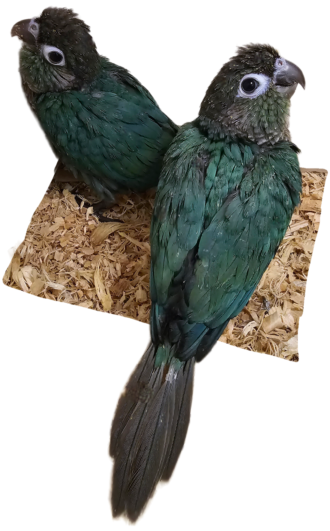 Baby Turquoise Green Cheek Conures