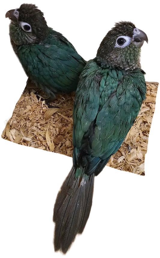 Baby Turquoise Green Cheek Conures