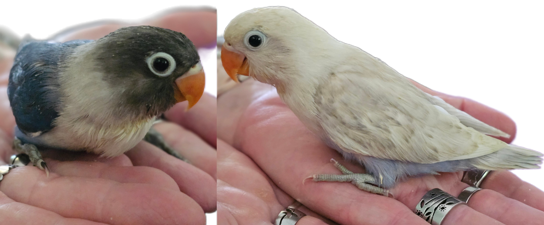 Baby Cobalt Mask & Pastel Violet Fischer Lovebirds