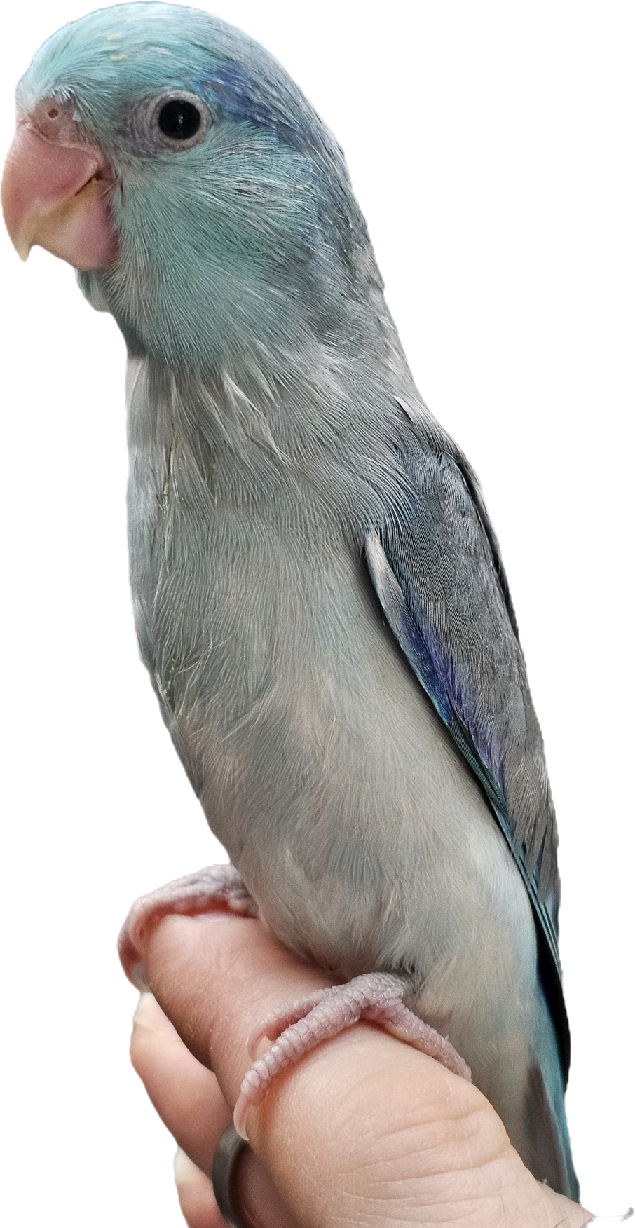 Baby Blue Male Parrotlet