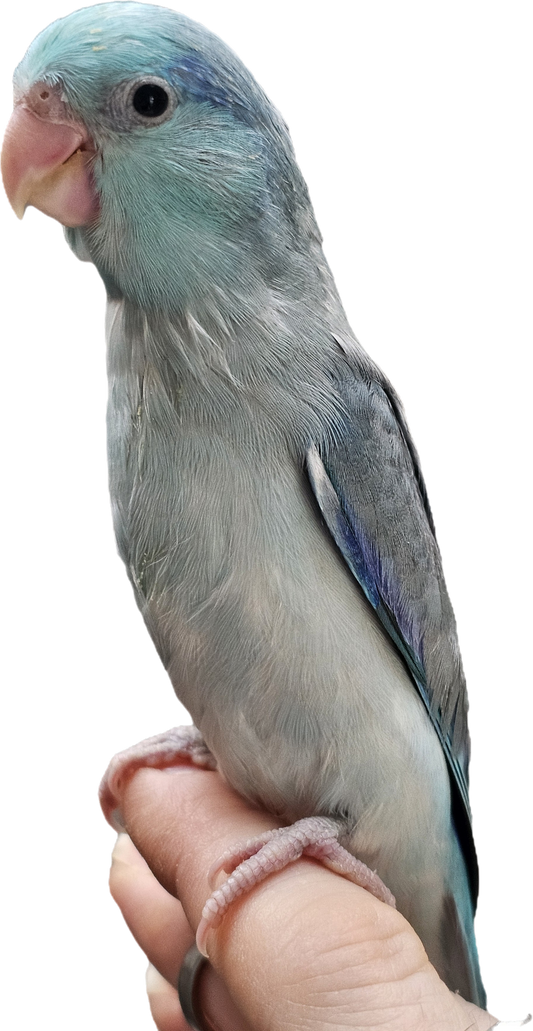 Baby Blue Male Parrotlet