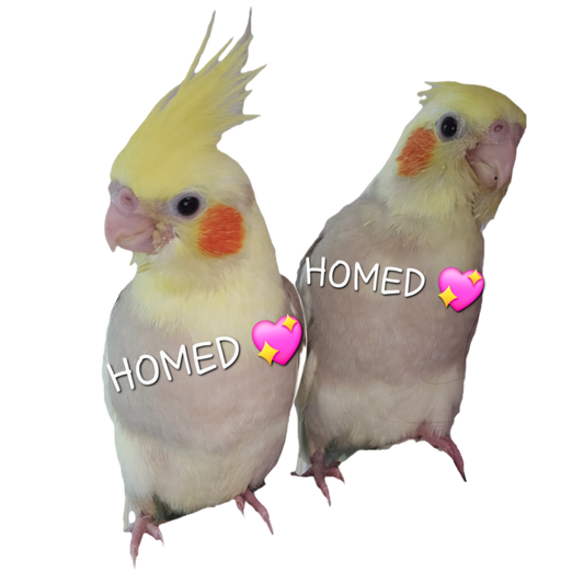 (All HOMED 💖)Baby Cinnamon Pied Cockatiels
