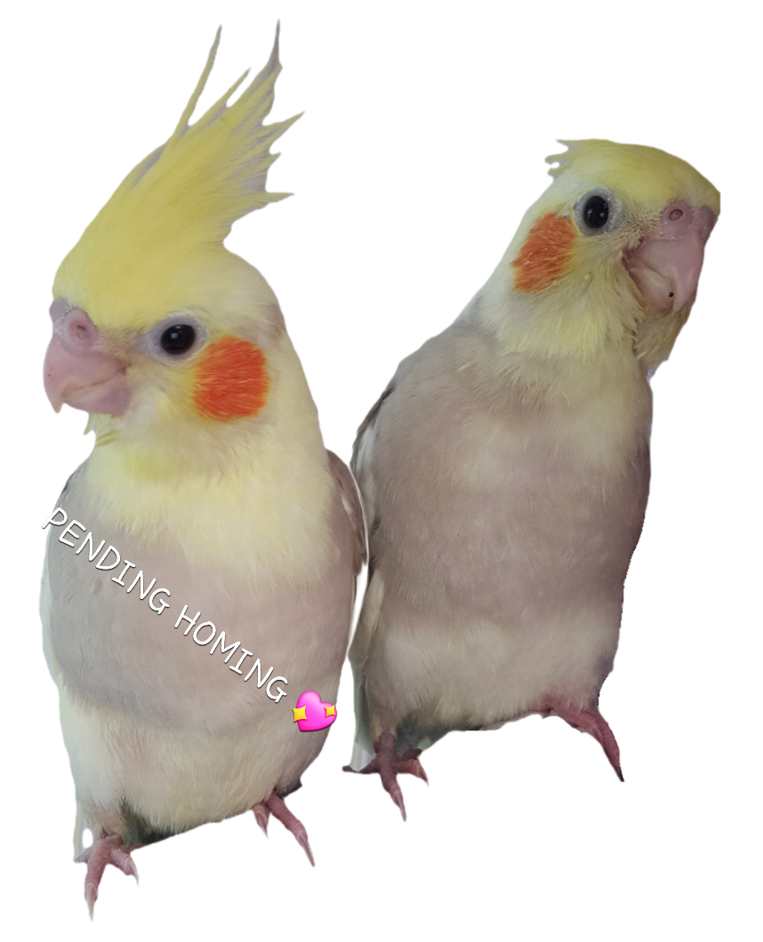 Baby Cinnamon Pied Cockatiels
