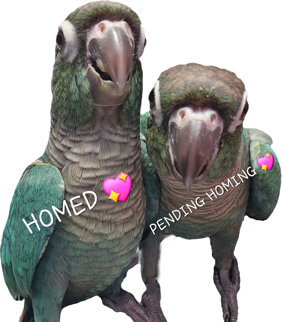 Baby Turquoise Green Cheek Conures