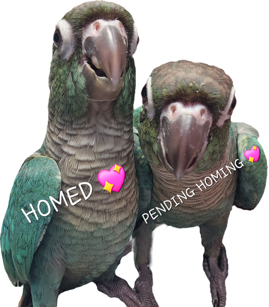 Baby Turquoise Green Cheek Conures