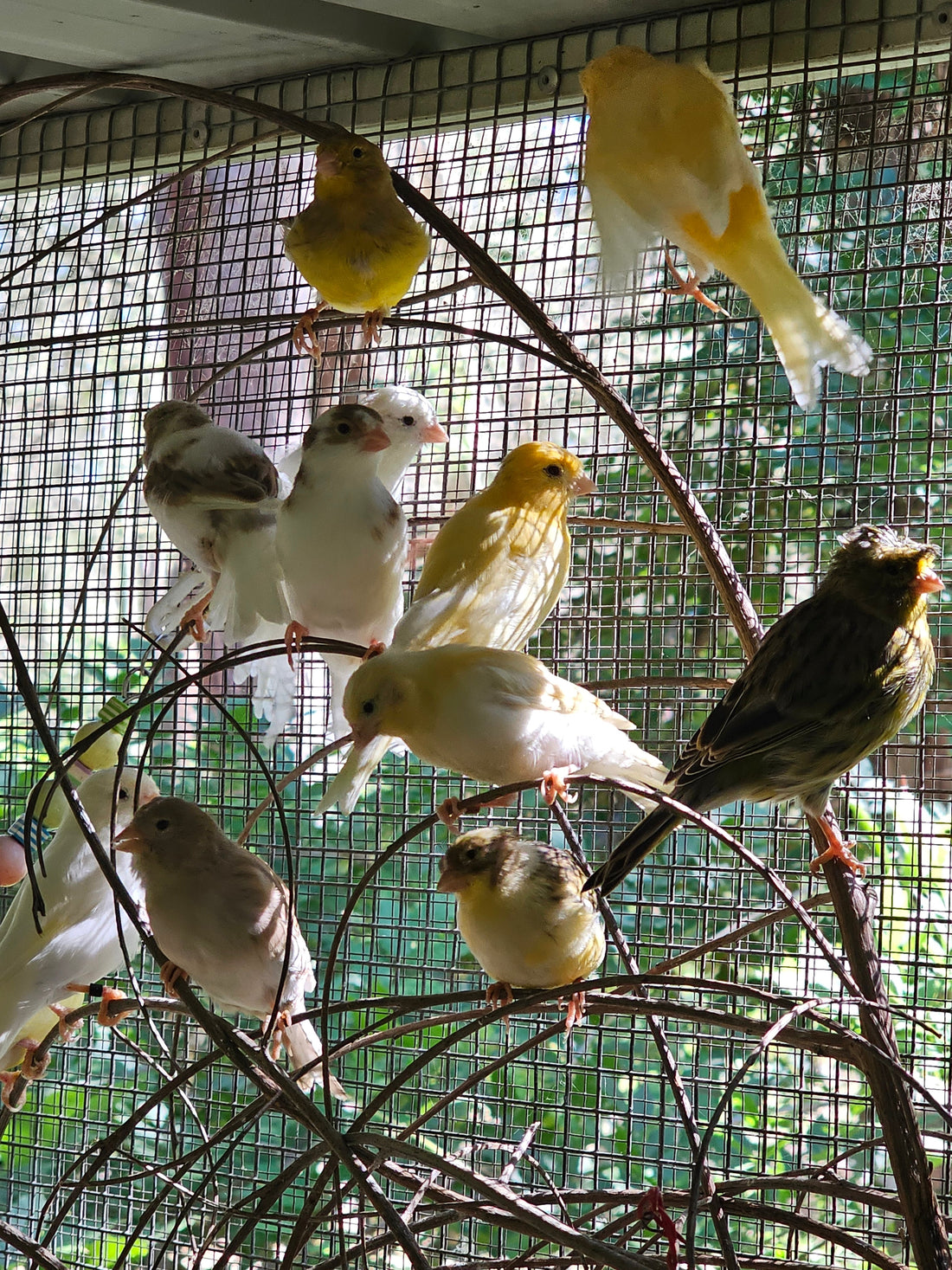 Border Fancy Canary Babies