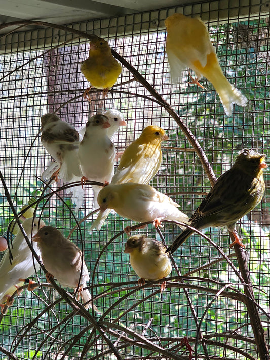 Border Fancy Canary Babies