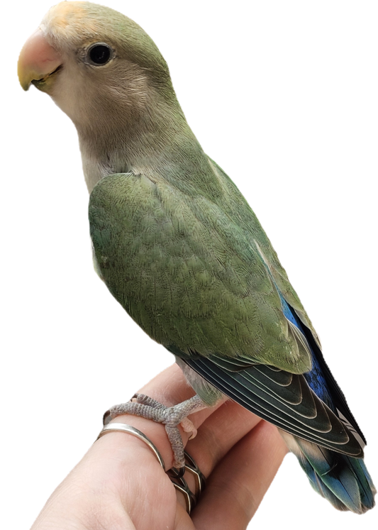 (HOMED 💖)Baby Peachfaced Lovebird