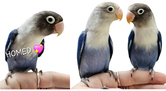 Baby Cobalt Mask & Fischer Lovebirds