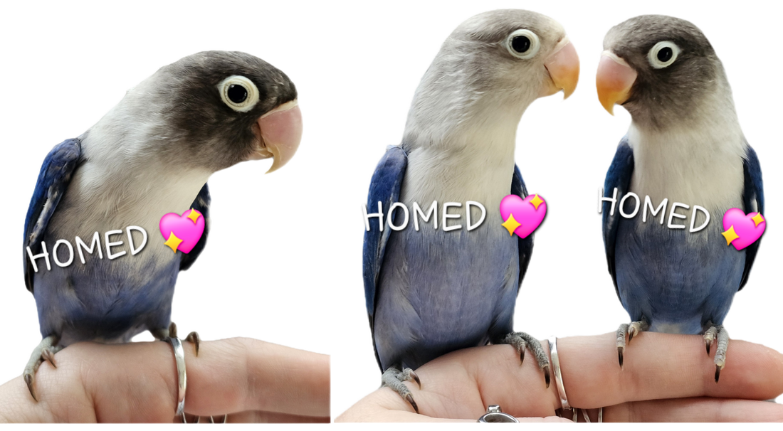 (All HOMED 💖)Baby Cobalt Mask & Fischer Lovebirds