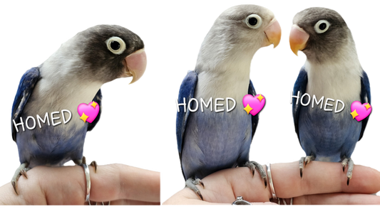 (All HOMED 💖)Baby Cobalt Mask & Fischer Lovebirds