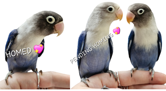 Baby Cobalt Mask & Fischer Lovebirds