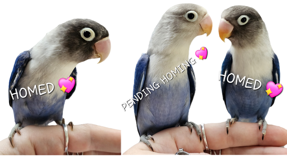 Baby Cobalt Mask & Fischer Lovebirds