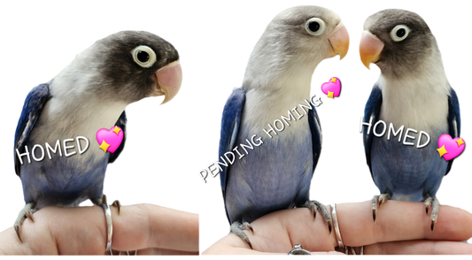 Baby Cobalt Mask & Fischer Lovebirds