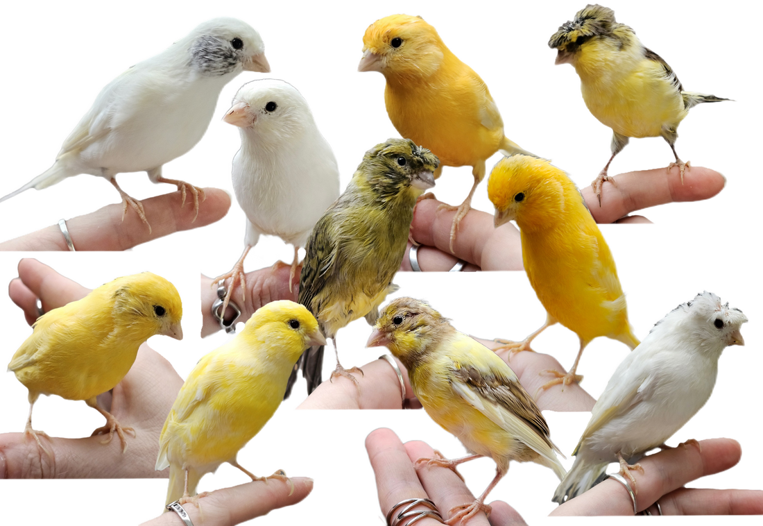 Baby Border Fancy Canaries
