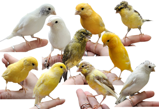 Baby Canaries