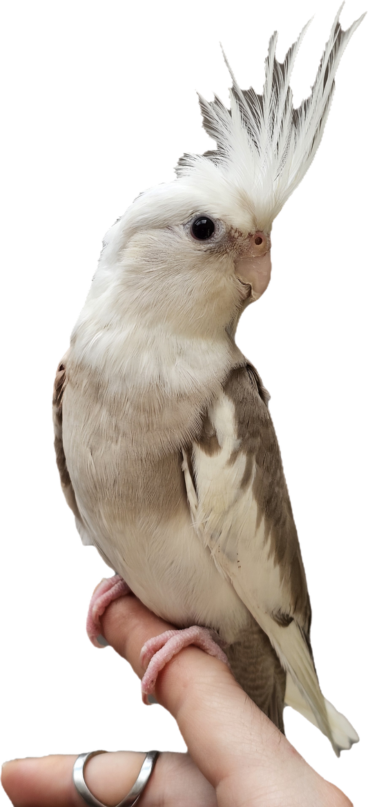 (HOMED 💖)Whiteface Cinnamon Cockatiel Male Baby