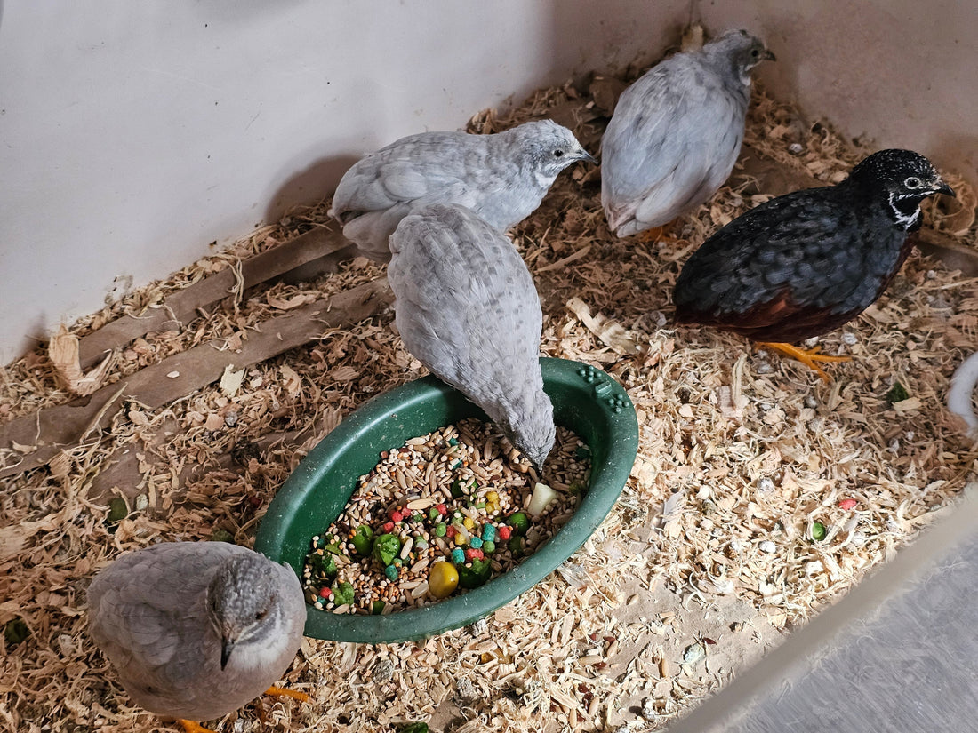 King Quail Males