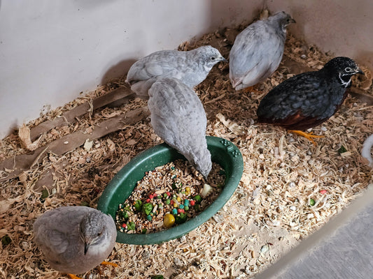 King Quail Males
