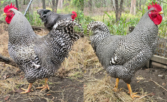 Barred Plymouth Rock Roosters
