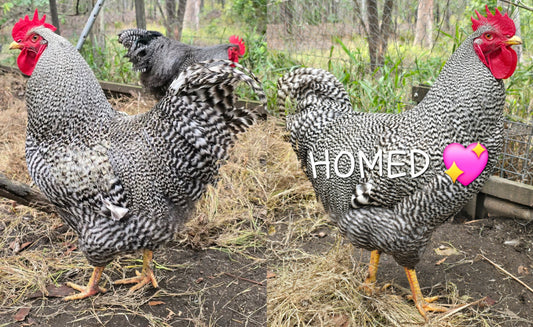 Light Barred Plymouth Rock Roosters